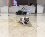Small #8 French Bulldog