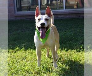 American Staffordshire Terrier-Unknown Mix Dogs for adoption in San Antonio, TX, USA