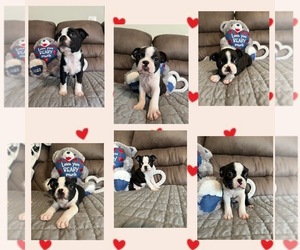 Boston Terrier Puppy for sale in MONROE, NC, USA