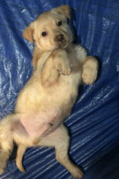 Medium Photo #2 Labrador Retriever Puppy For Sale in GATES, NY, USA
