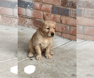 Medium Golden Retriever