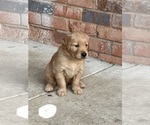 Puppy Stewart White Golden Retriever