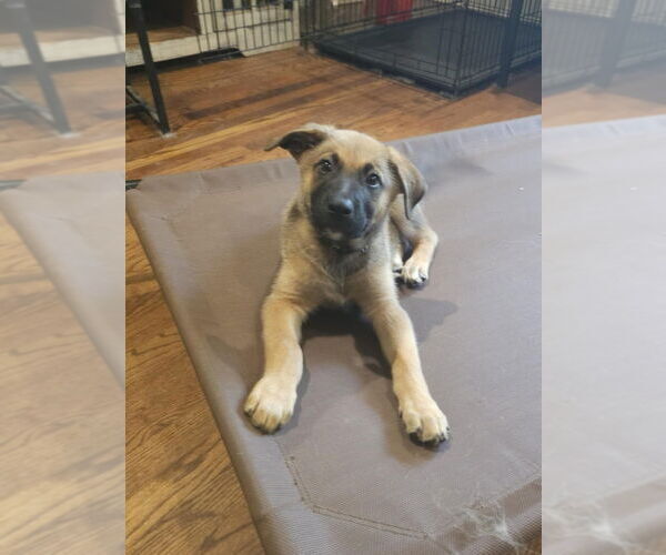 Medium Photo #4 German Shepherd Dog-Unknown Mix Puppy For Sale in Raleigh, NC, USA