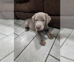 Puppy Ryder Labrador Retriever