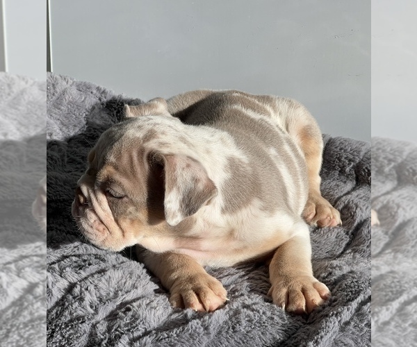 Medium Photo #2 Bulldog Puppy For Sale in LANCASTER, CA, USA