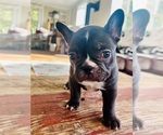 Small Photo #3 French Bulldog Puppy For Sale in ELK, WA, USA