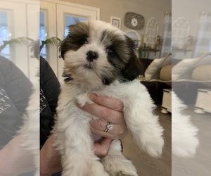 Shih Tzu Puppy for sale in NEW ALBANY, IN, USA