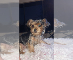 Mutt-Yorkshire Terrier Mix Puppy for sale in LABELLE, FL, USA