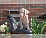 Small Photo #3 Weimaraner Puppy For Sale in FREDERICKSBG, OH, USA