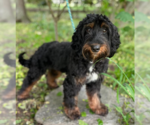 Small #4 Miniature Bernedoodle
