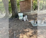 Small #10 Great Dane