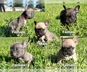 French Bulldog Puppy for sale in GROVES, TX, USA