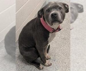 Mutt Dogs for adoption in Akron, OH, USA