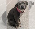 Small Mutt