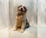 Small Australian Shepherd