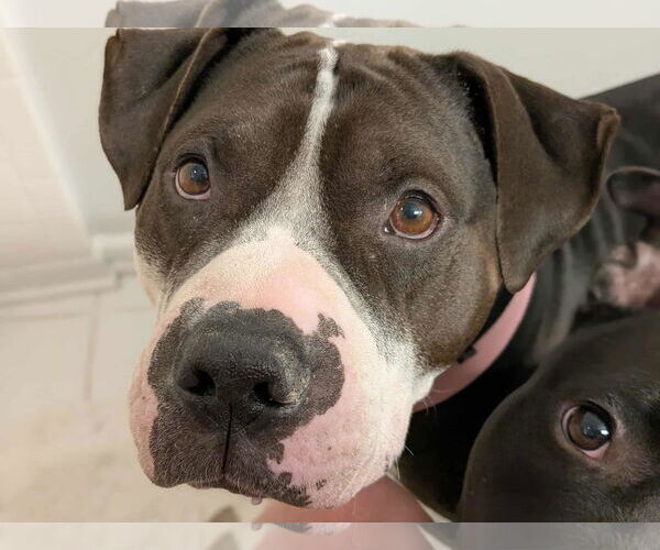 Medium Photo #1 American Bulldog-Staffordshire Bull Terrier Mix Puppy For Sale in Germantown, OH, USA