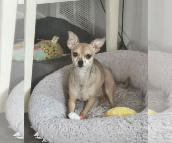 Medium Photo #2 Chihuahua Puppy For Sale in St. Louis Park, MN, USA