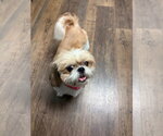 Small #3 Shih Tzu