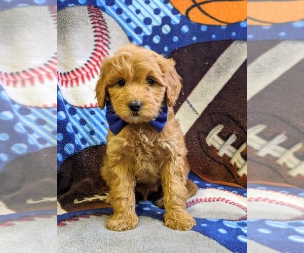 Medium Photo #1 Goldendoodle-Poodle (Miniature) Mix Puppy For Sale in NEW PROVIDENCE, PA, USA