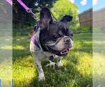 Small #5 French Bulldog