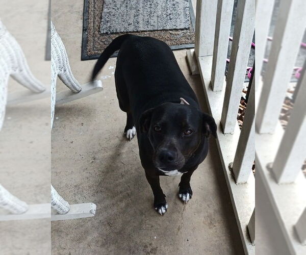 Medium Photo #17 Labrador Retriever-Unknown Mix Puppy For Sale in Brewster, NY, USA