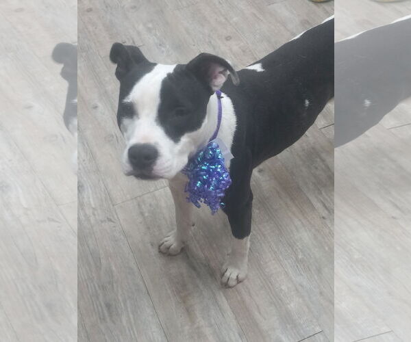 Medium Photo #10 Mutt Puppy For Sale in Murfreesboro, NC, USA