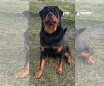 Small Photo #3 Rottweiler Puppy For Sale in EUSTIS, FL, USA