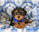 Small Photo #5 YorkiePoo Puppy For Sale in LINCOLN UNIV, PA, USA