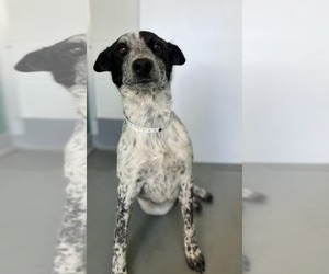 Mutt Dogs for adoption in Paso Robles, CA, USA