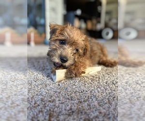 Poocan Puppy for sale in FAIR OAKS, CA, USA