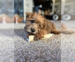 Image preview for Ad Listing. Nickname: Litter of 4