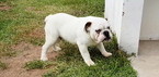 Puppy 1 English Bulldog