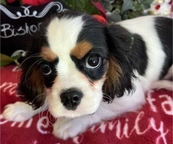 Medium Photo #5 Cavalier King Charles Spaniel Puppy For Sale in ABILENE, TX, USA