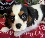 Small #4 Cavalier King Charles Spaniel
