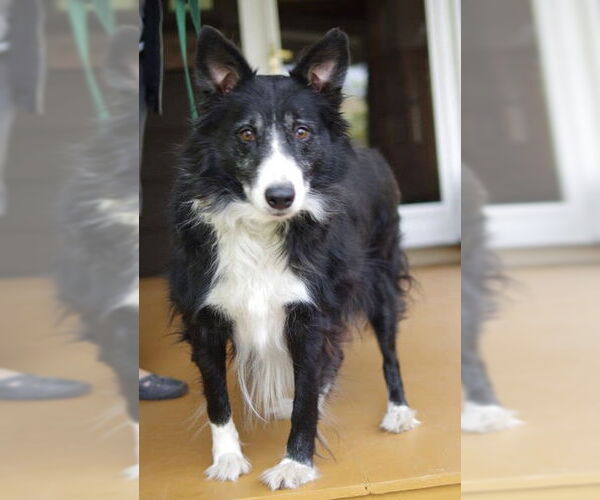 Medium Photo #5 Border Collie Puppy For Sale in Highland, IL, USA