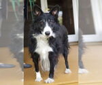 Small #4 Border Collie