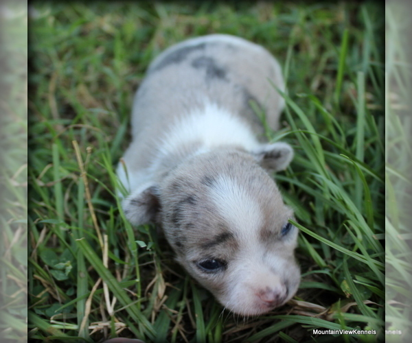 Medium Photo #1 Chihuahua Puppy For Sale in WISTER, OK, USA