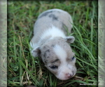 Puppy 1 Chihuahua