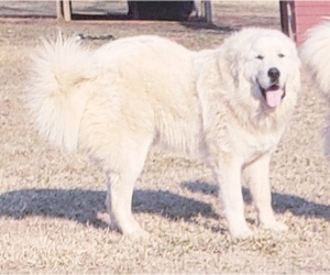 Mother of the Great Pyrenees puppies born on 06/27/2022