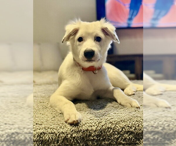 Medium Photo #22 Great Pyrenees-Unknown Mix Puppy For Sale in Brewster, NY, USA