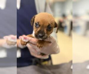 Chihuahua-Unknown Mix Dogs for adoption in Riverside, CA, USA