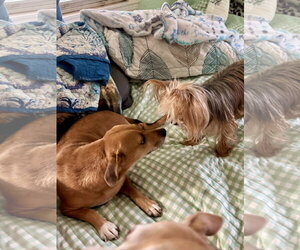 HollyHeart - Female Chiweenie Dog for Adoption - Photo #4