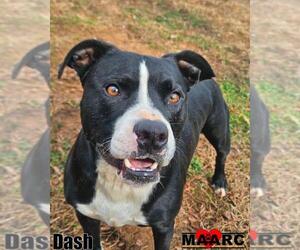 American Staffordshire Terrier-Bulldog Mix Dogs for adoption in Maryville, TN, USA