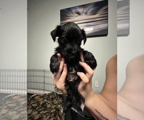 Medium Photo #4 Schnauzer (Miniature) Puppy For Sale in DALLAS, GA, USA