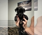 Small Photo #4 Schnauzer (Miniature) Puppy For Sale in DALLAS, GA, USA
