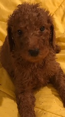 Poodle (Standard) Puppy for sale in WEST BLOOMFIELD, MI, USA