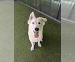 Small Pyrenees Husky