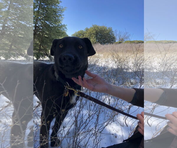Medium Photo #2 Border Collie-Unknown Mix Puppy For Sale in Dana Point, CA, USA