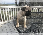 Small Photo #3 Pug Puppy For Sale in DAYTON, VA, USA
