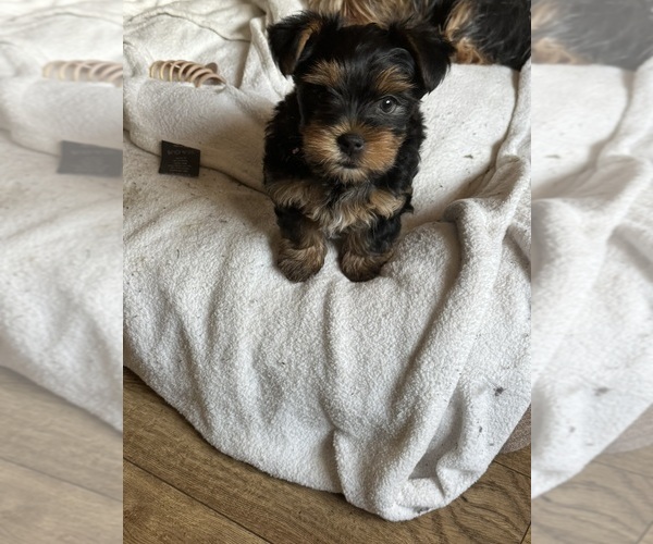 Medium Photo #20 Yorkshire Terrier Puppy For Sale in PALMDALE, CA, USA